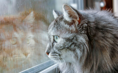 Storm Ready Exteriors: Wind, Rain, and Debris Protection for Chilliwack Homes